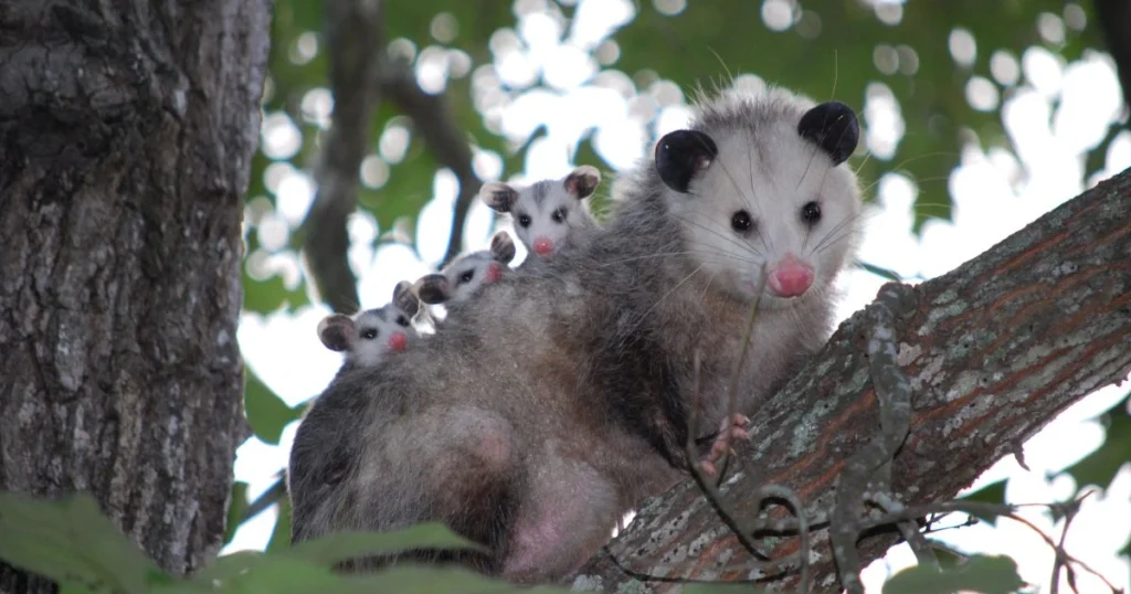 male vs female opossum anatomy