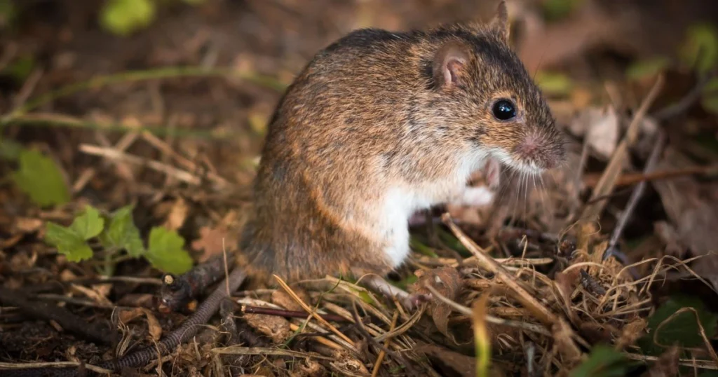 what does a mouse hole look like in the ground