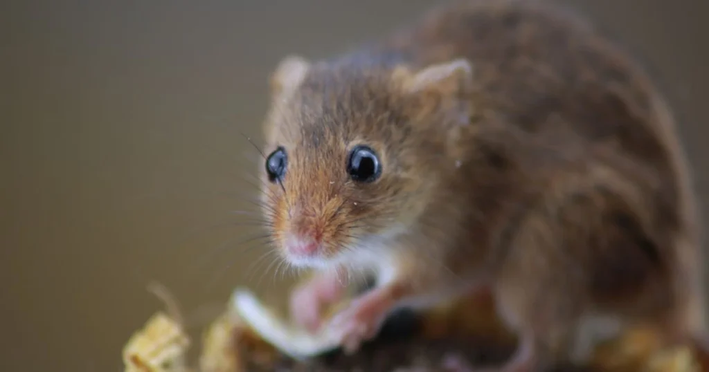 can you keep wild mice as pets