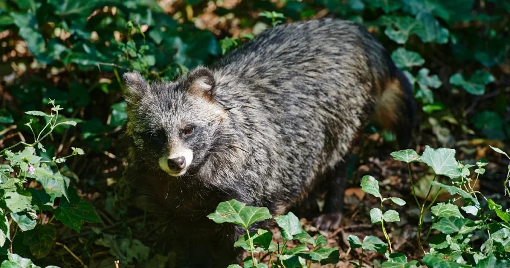 tanuki vs raccoon