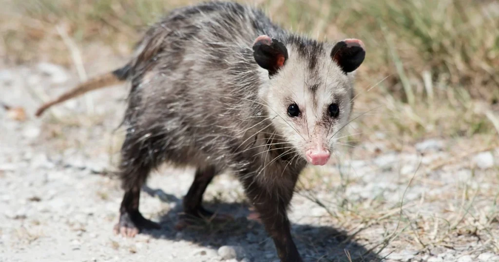 opossum range