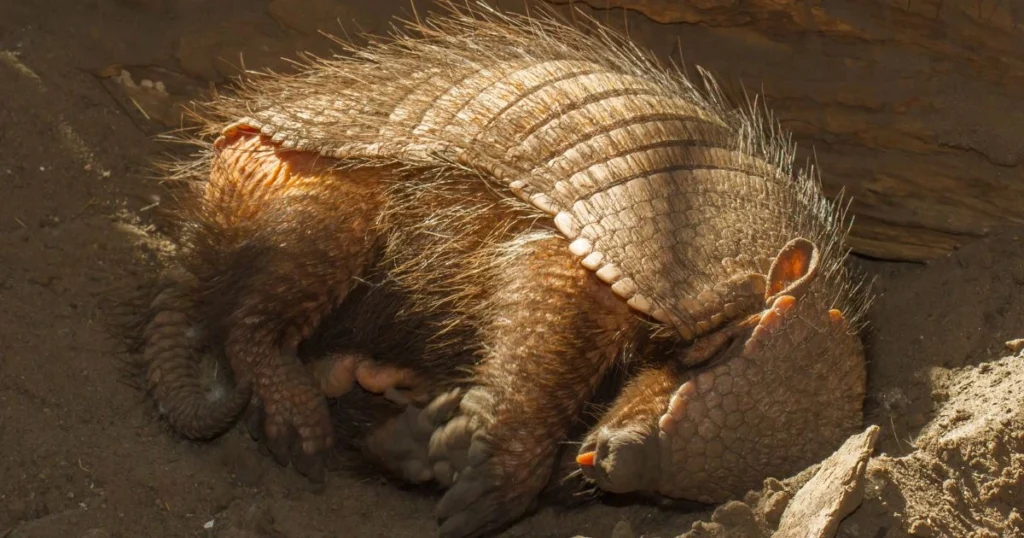 where do armadillos sleep