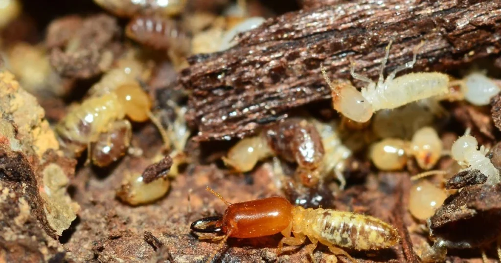 what do wood termites look like