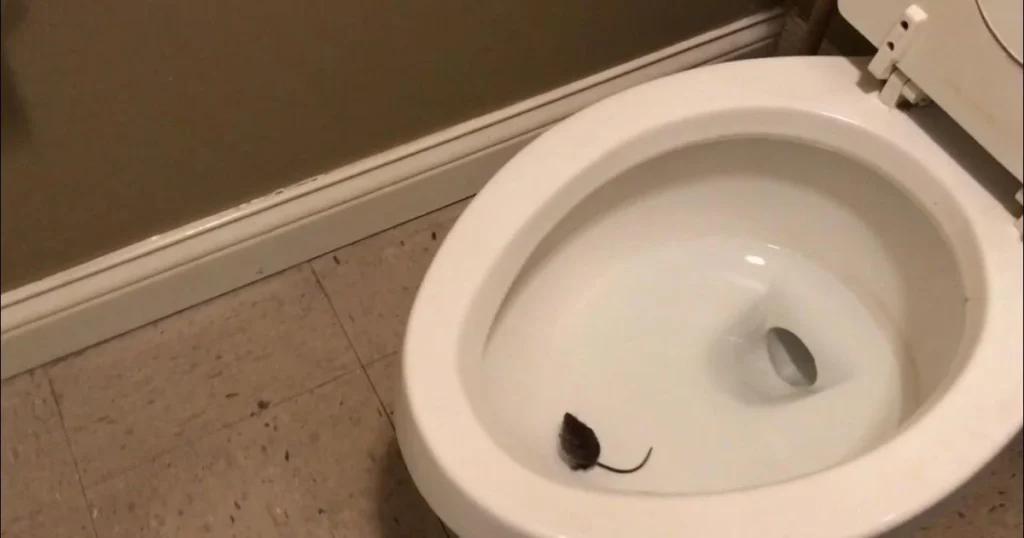 mouse in toilet bowl