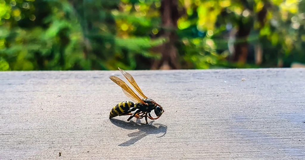 wasp vs yellow jacket sting