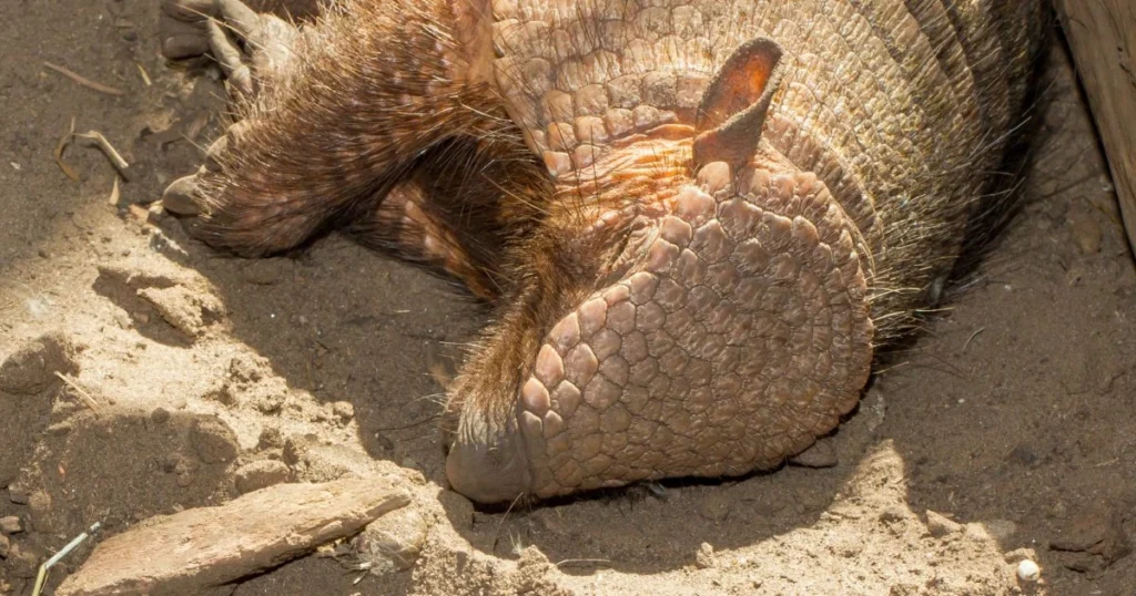 do armadillos hibernate