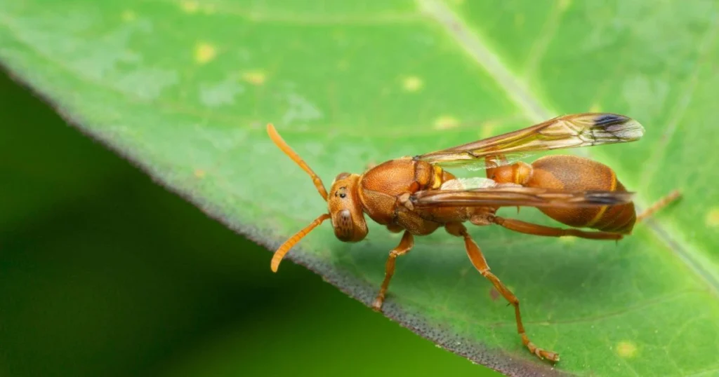 orange looking wasp