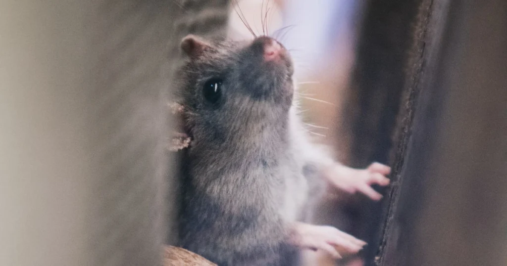 mice in storage unit