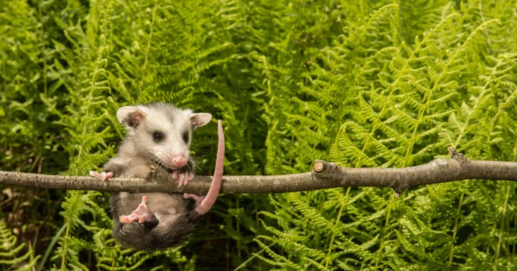 opossum interesting facts