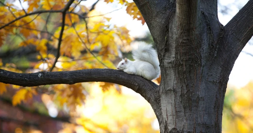 albino squirrel