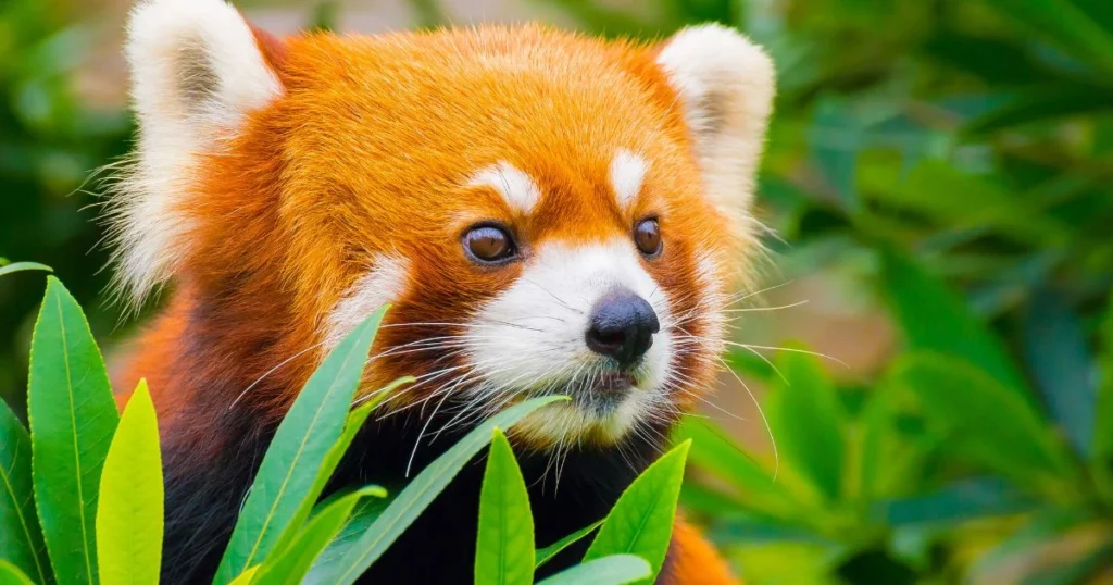 is a red panda related to a raccoon