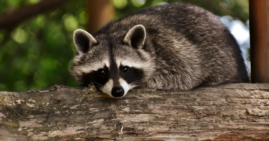 raccoon habitat