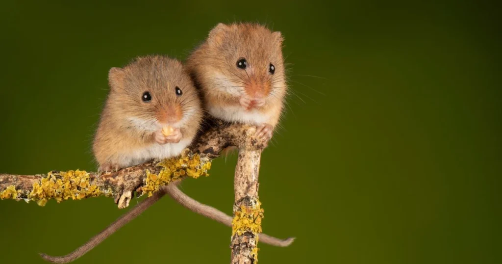 can male mice live together