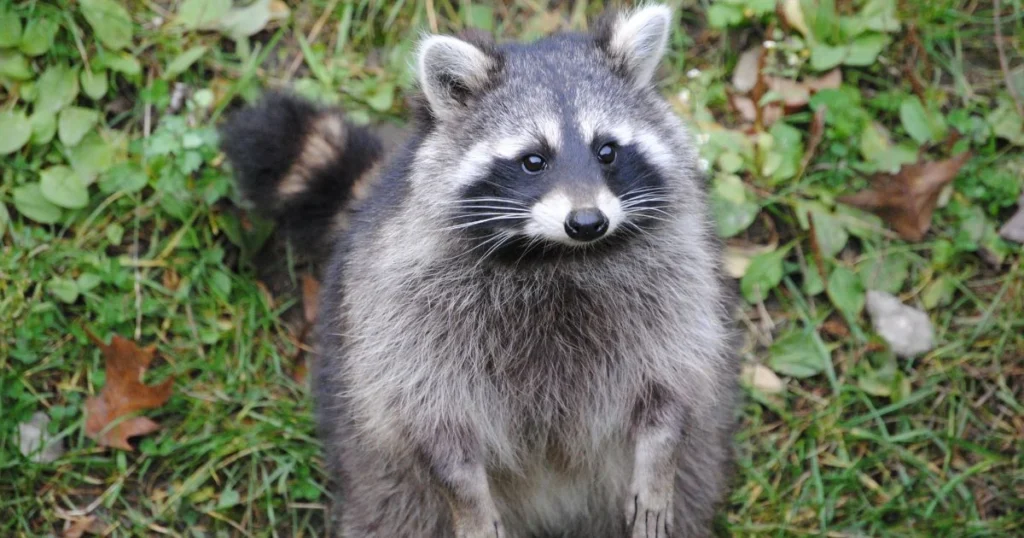 tanuki vs raccoon