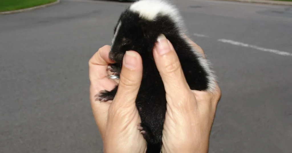 skunk with babies