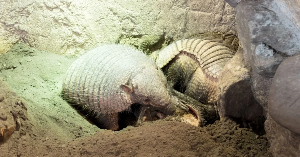 how do armadillos sleep