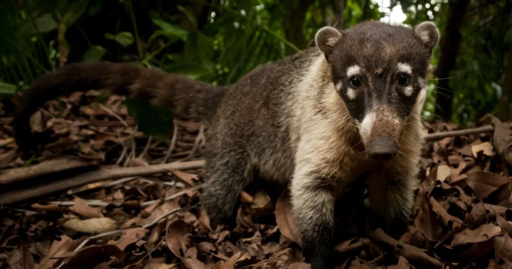 lemur raccoon