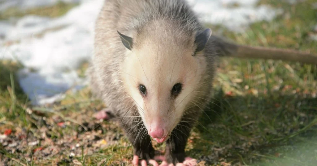 how long does an opossum live