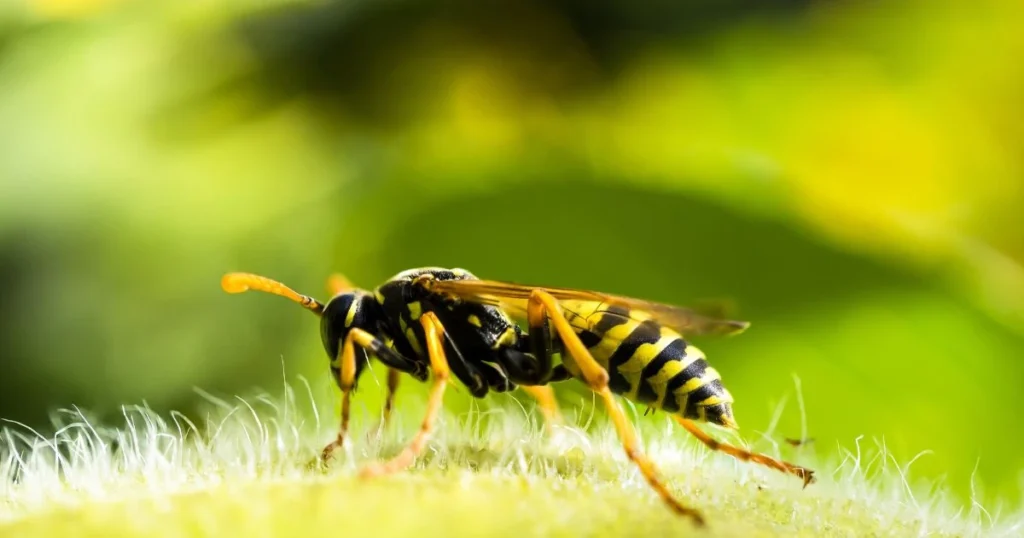 small yellow and black wasp