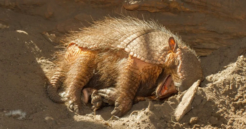 do armadillos hibernate