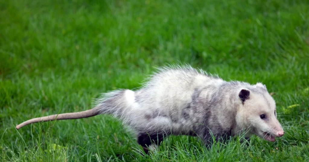 opossum tail facts