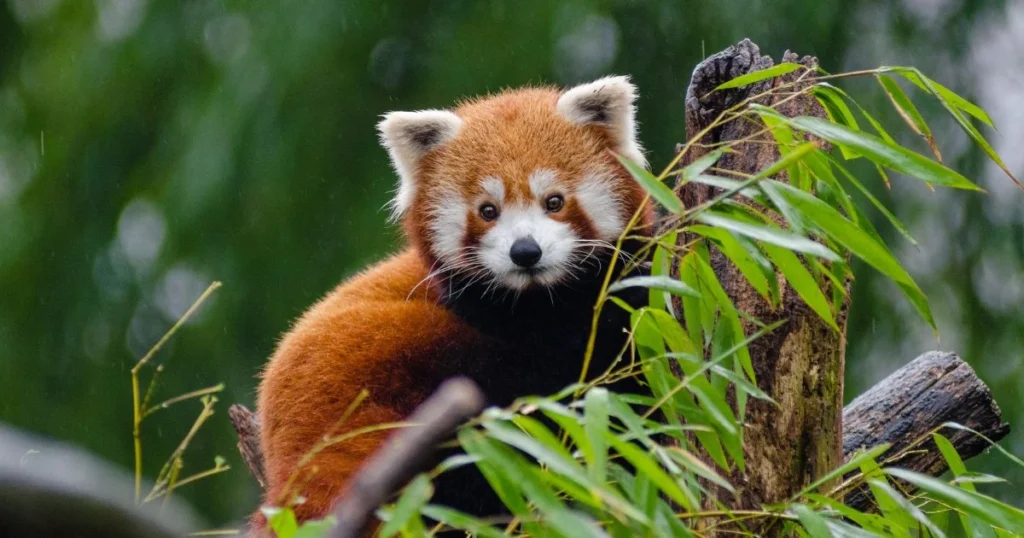 is a red panda a raccoon