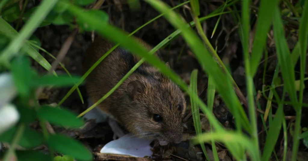 what is a field mice