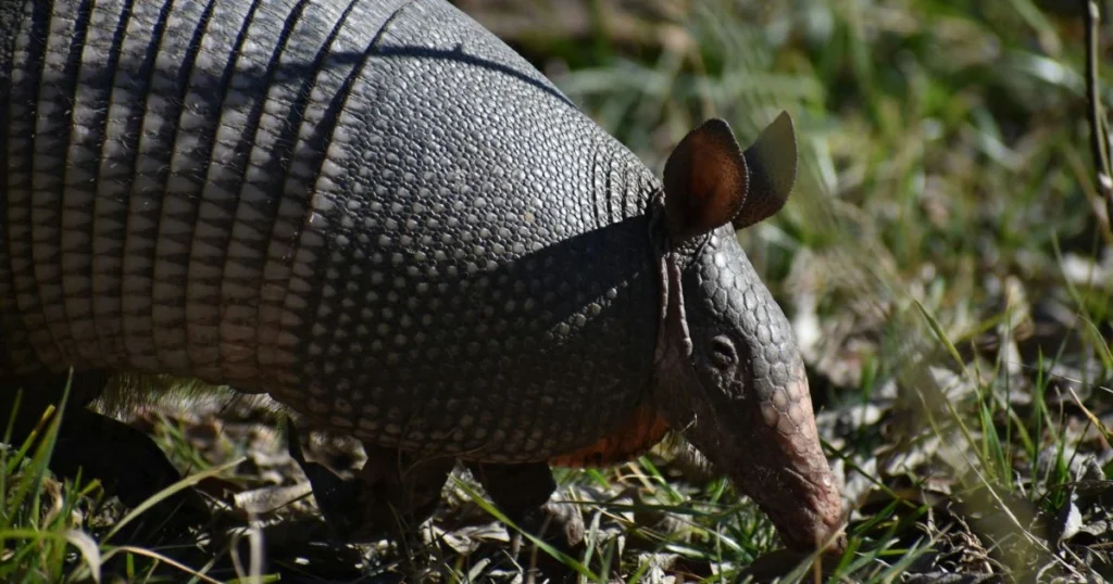 what do armadillos carry disease