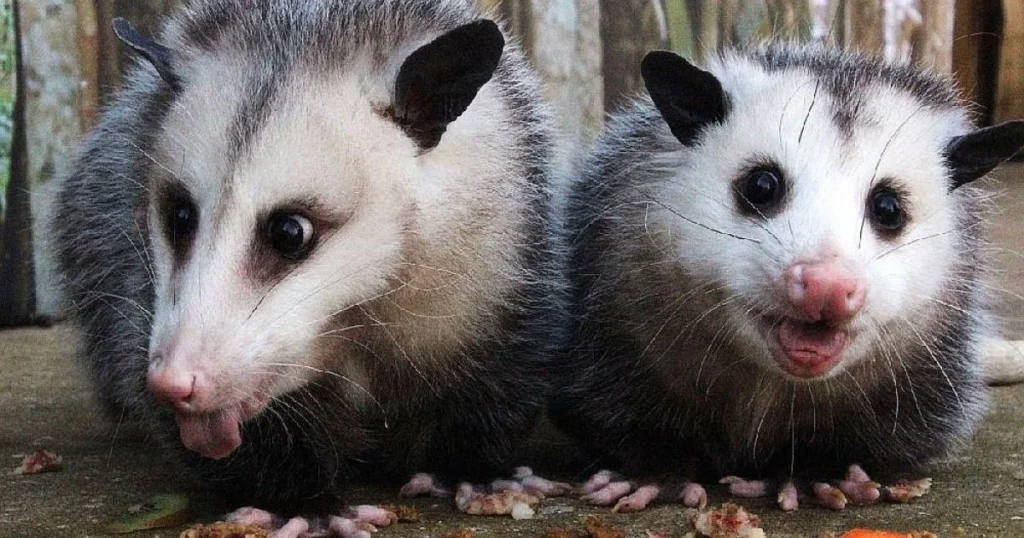 opossum eat mosquitoes