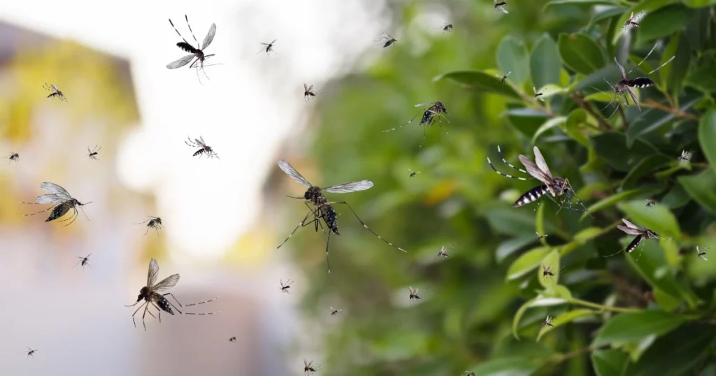 home remedy to keep mosquitoes away