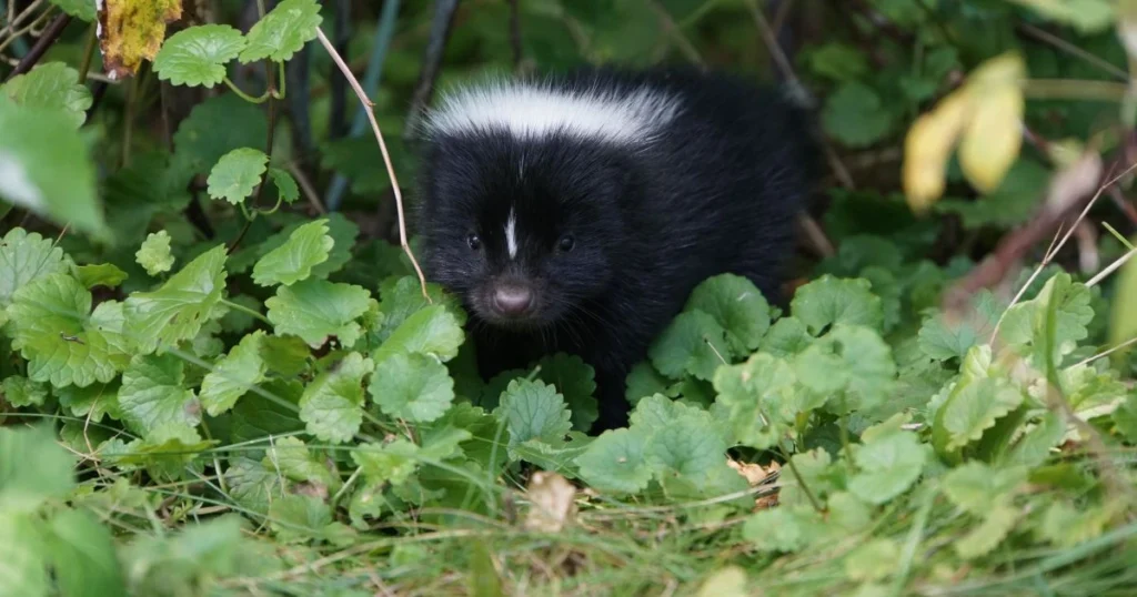 baby spotted skunk