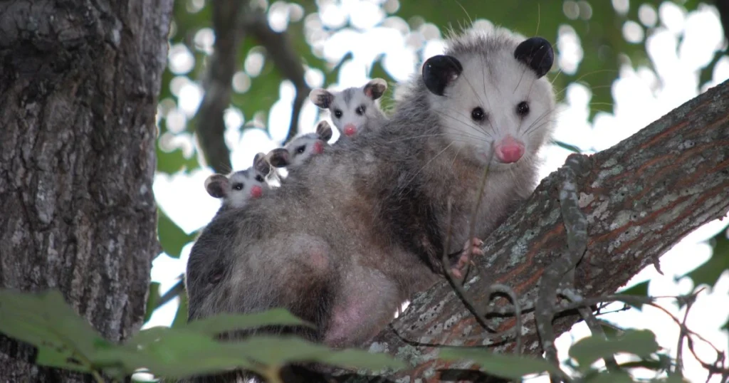 lifespan of an opossum