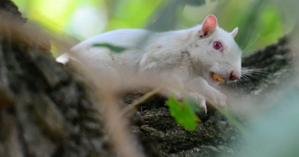 a white squirrel