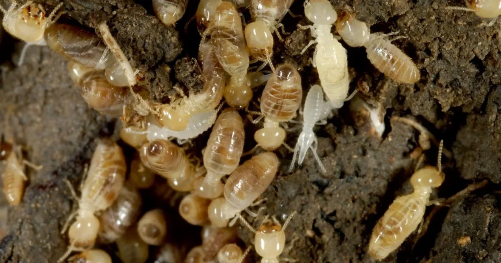 drywood termites