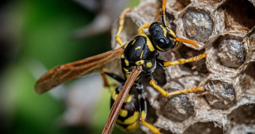 yellow jacket wasp