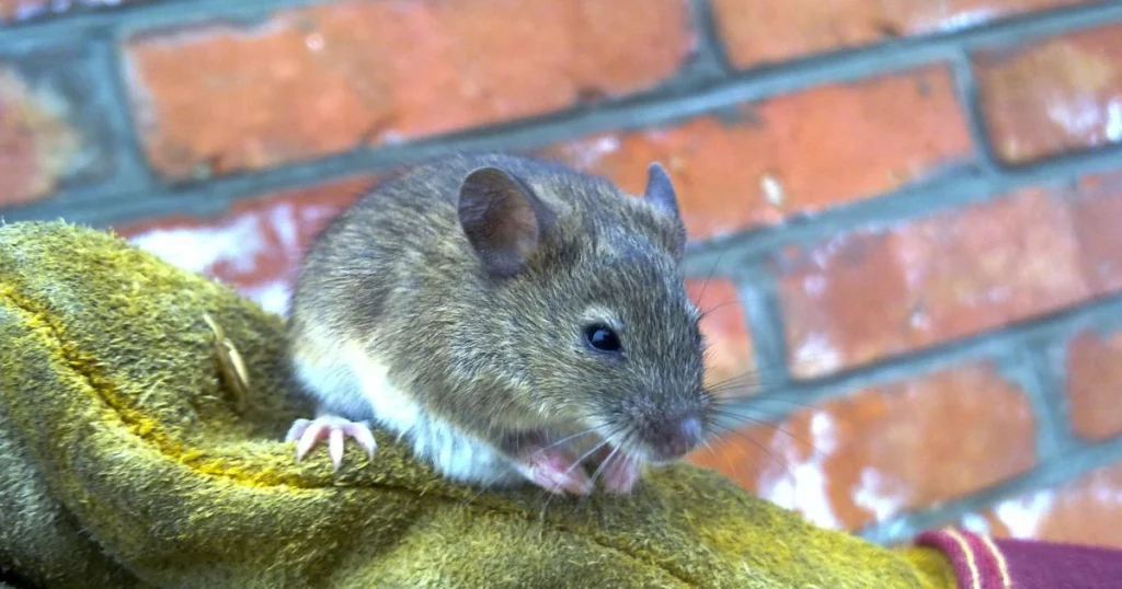 how to get rid of mice in kitchen drawers