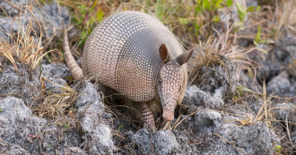 what disease to armadillos carry