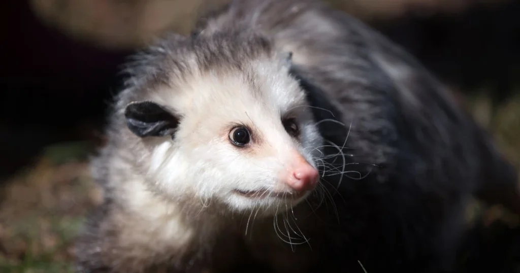 opossum eat mosquitoes