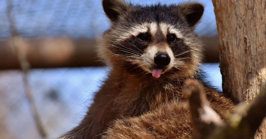 tanuki vs raccoon