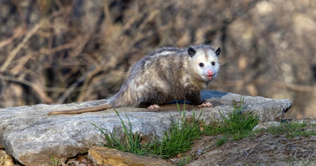 where do opossum live