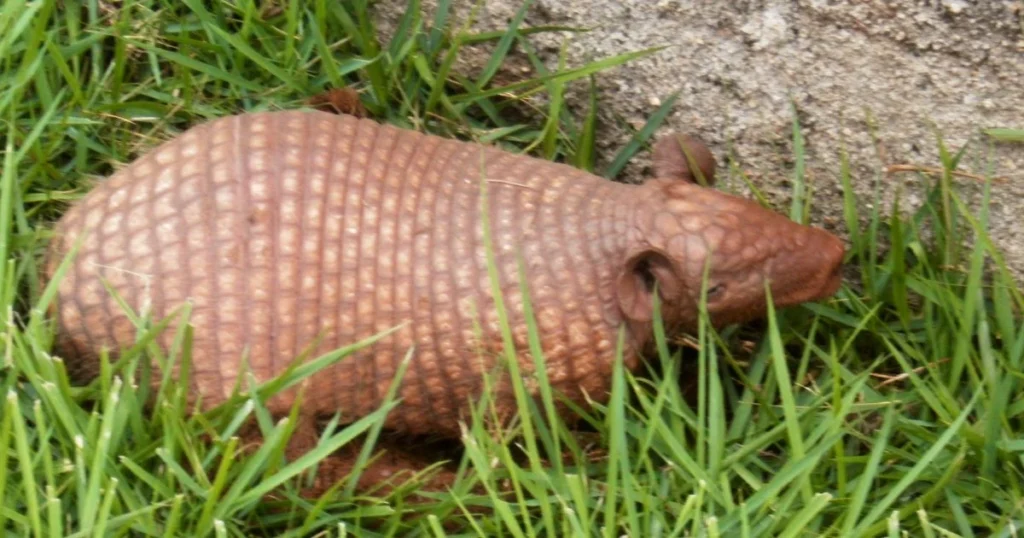 disease carried by armadillos