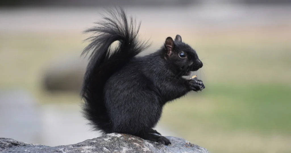 Black Squirrel