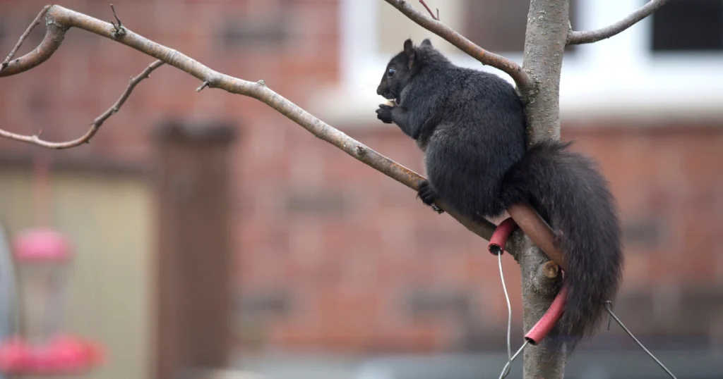 Black Squirrels