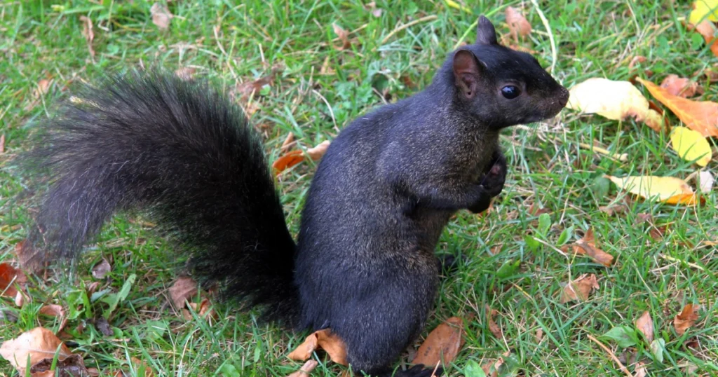 The Black Squirrel