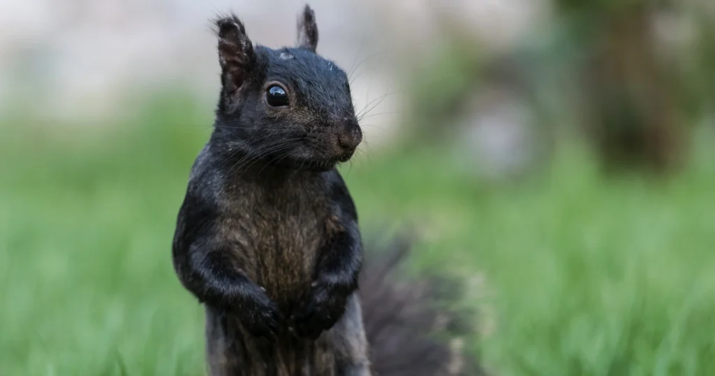 The Black Squirrel Texas