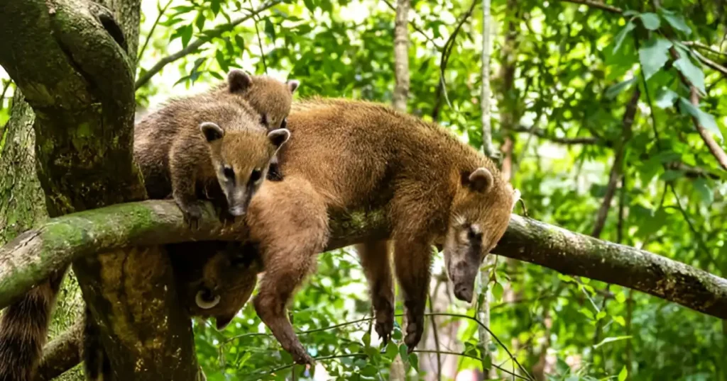 animal that looks like a raccoon with a long tail