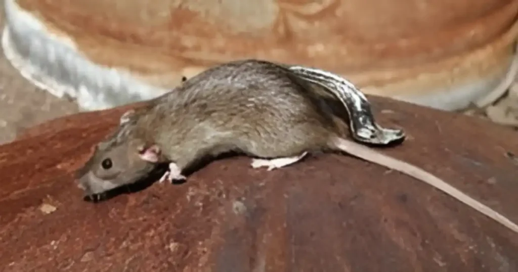 rats vs mice in house
how to get rid of rats inside the house
how to get rid of field rats in your house