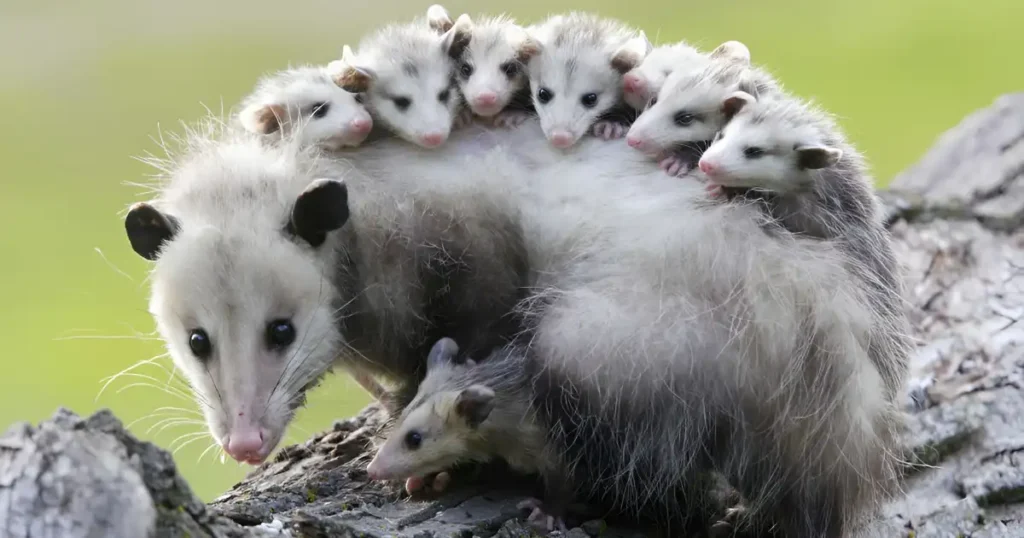 opossum gestation period