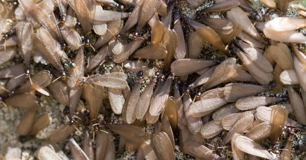 flying termites