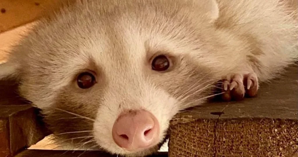 albino raccoon